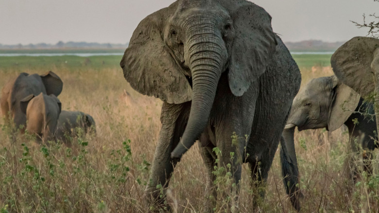 Elefant fără colți de fildeș