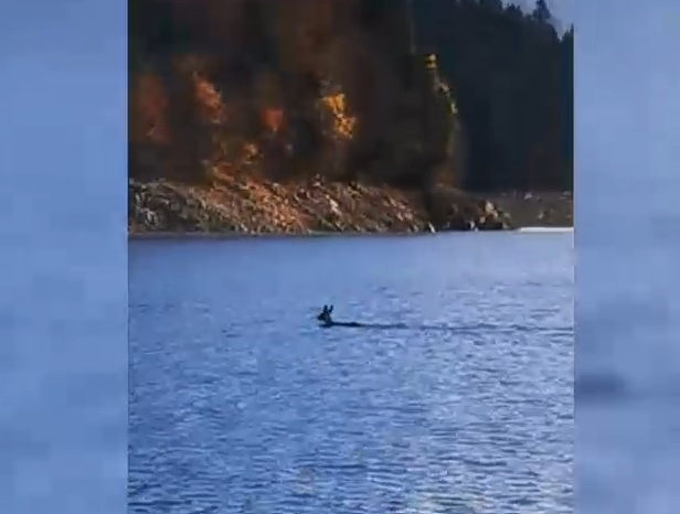 VIDEO. Căprioară, filmată în timp ce traversează înot lacul Bicaz