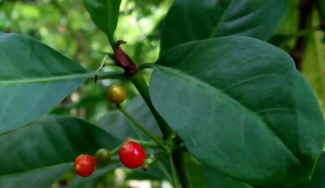 Cercetătorii au descoperit „ibuprofenul” vegetal. Banala plantă ar putea fi eficientă și în tratarea cancerului