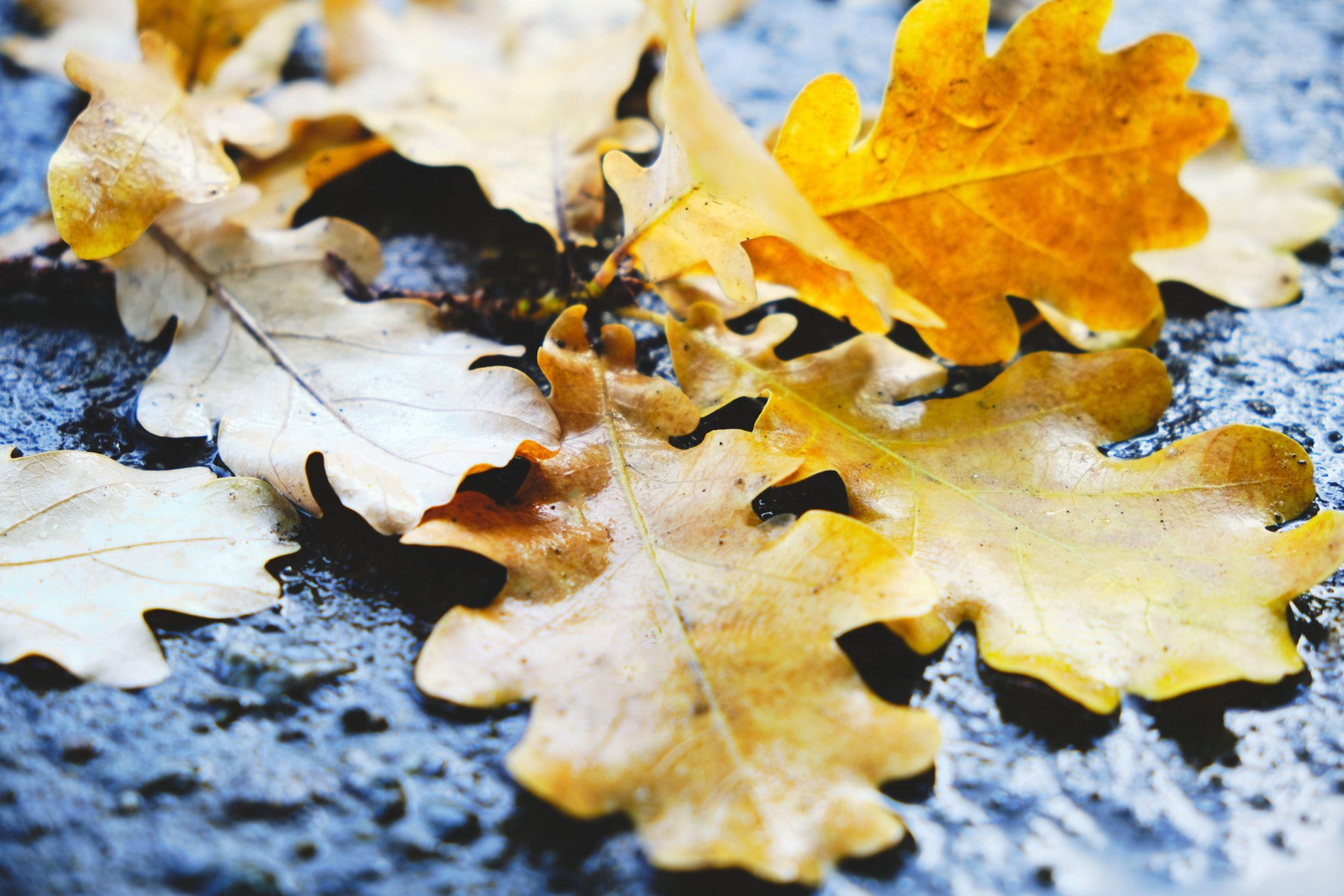 Estimări meteo pe 4 săptămâni, până la început de decembrie. Meteorologii anunță frig în toată țara și ploi în reprize