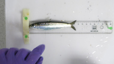 sardin masurata cu rigla in cadrul unui studiu