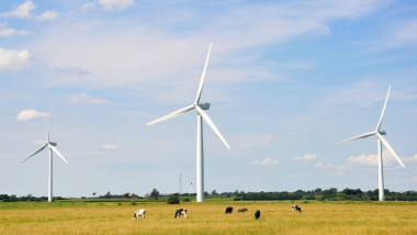 turbine eoliene pe un câmp cu vaci