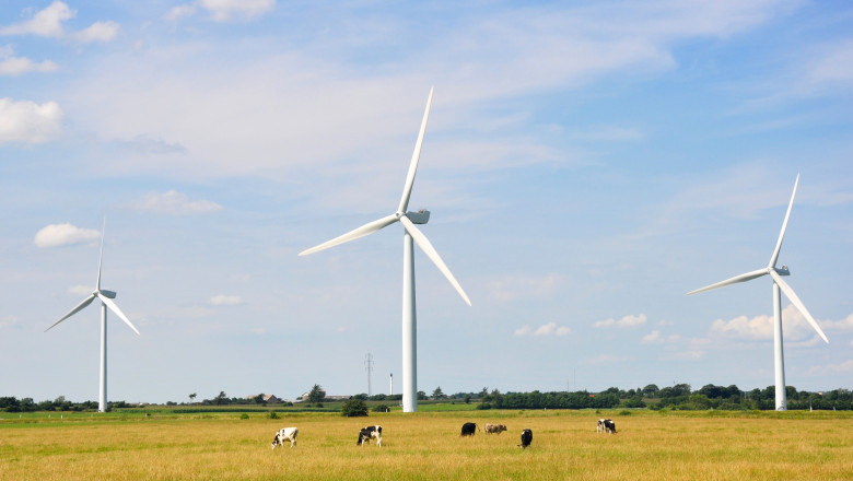 turbine eoliene pe un câmp cu vaci