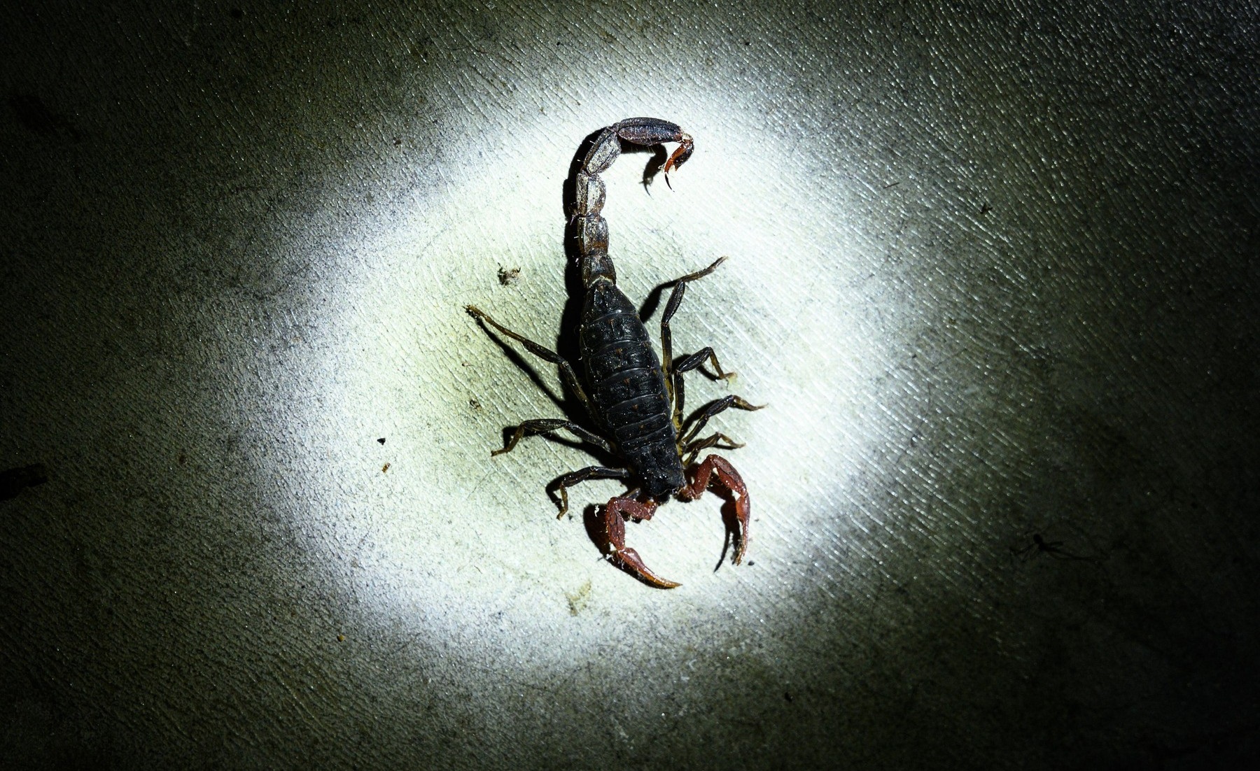 O angajată de la un centru comercial din Capitală a fost înțepată de un scorpion când a deschis o cutie de banane