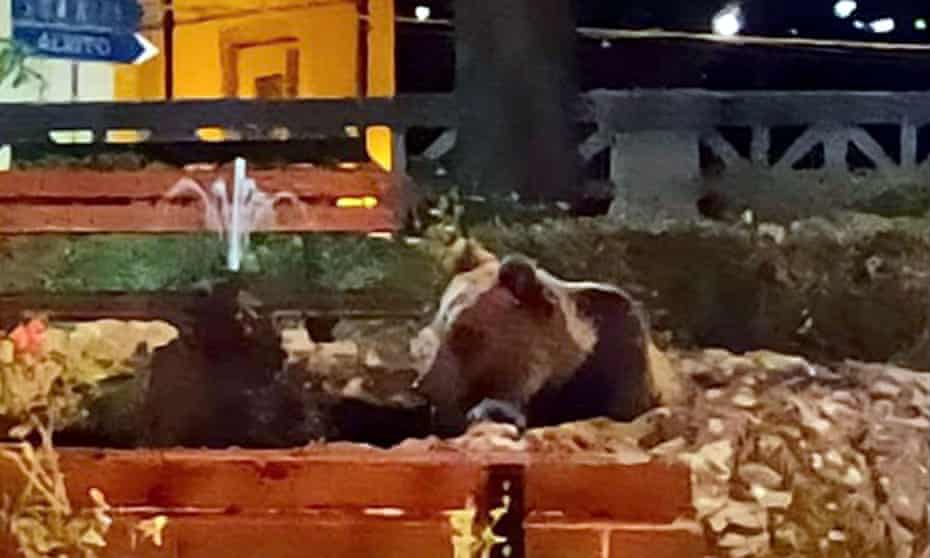 „Am putut să-i număr toți dinții”. O femeie care a crezut că un hoț a urcat în balconul ei a dat nas în nas cu un urs rar