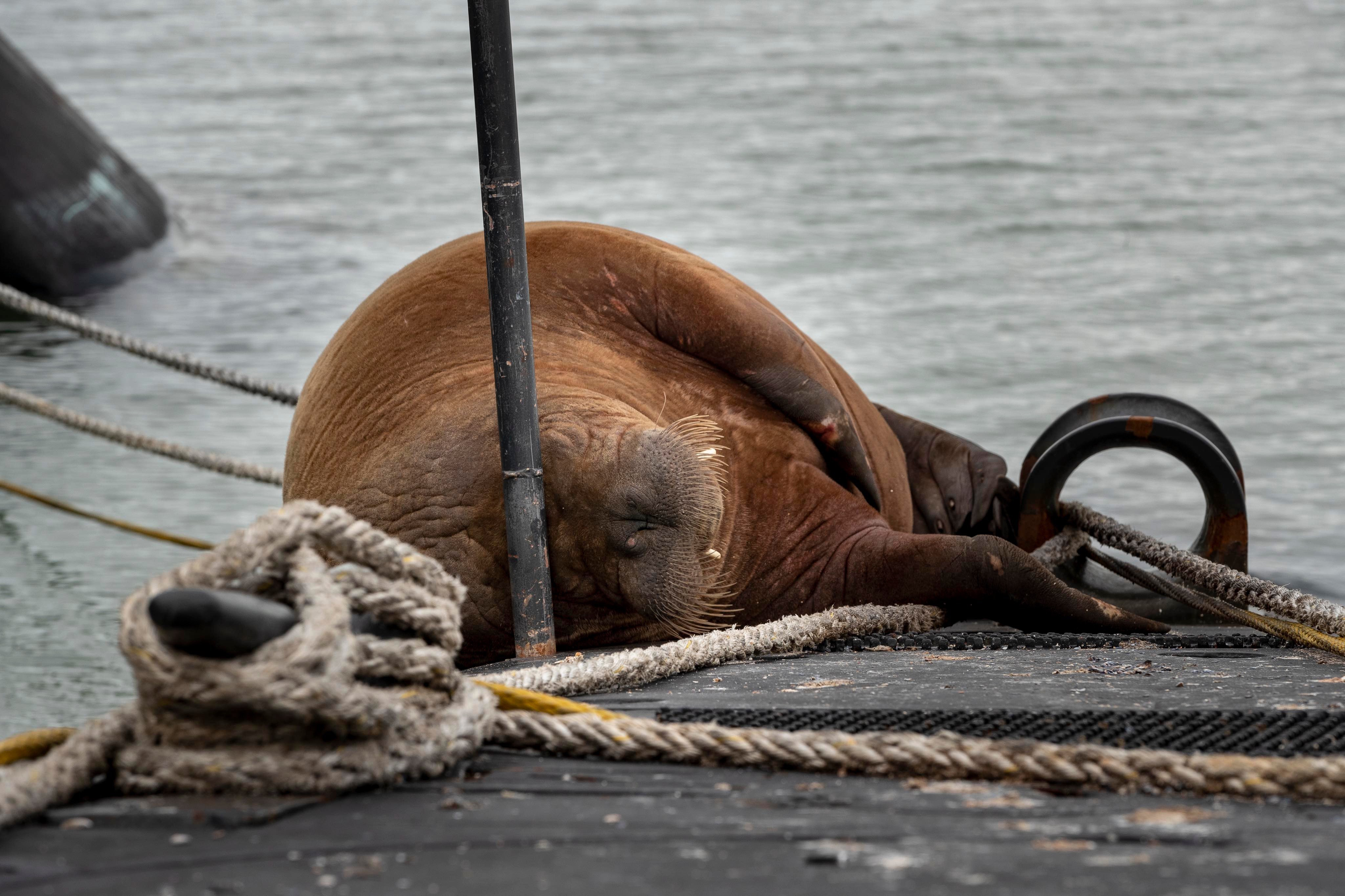 Prima morsă apărută într-un port olandez după 23 de ani și-a petrecut ultimele zile dormind pe un submarin din Clasa "Morsă"