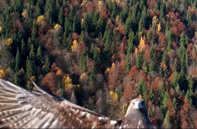 VIDEO. Momentul în care o acvilă se năpustește asupra unei drone, în Parcul Naţional Munţii Rodnei
