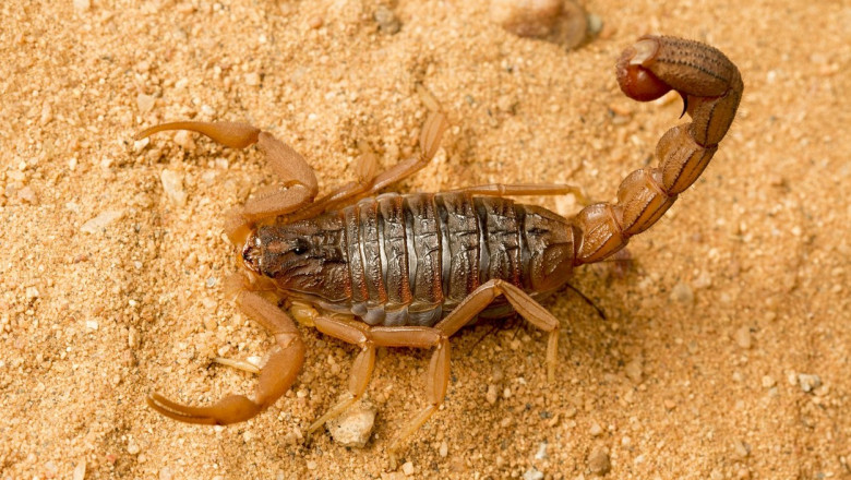 scorpion cu coada grasa