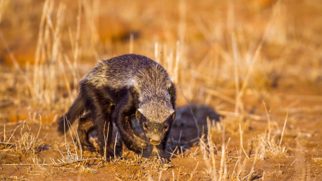 Honey badger in Kruger national park, South Africa ; Specie Mellivora capensis family of Mustelidae