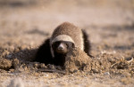 digging honey badger