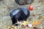 Honey badger at Moscow Zoo