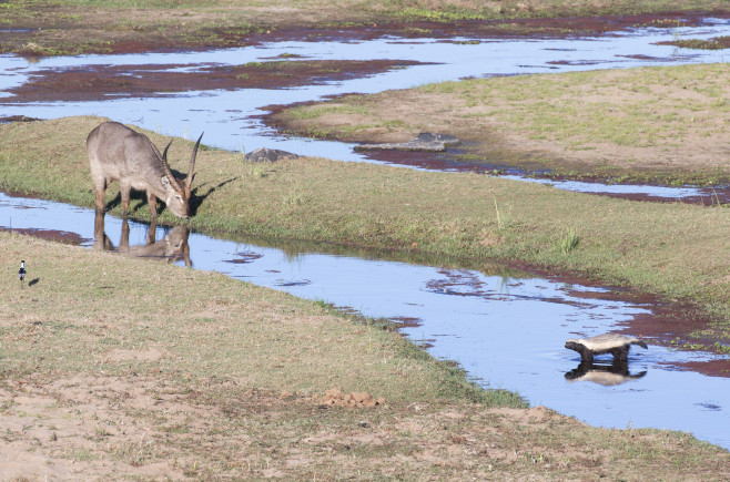 Waterbuck is drinking and Foraging black and white honey badger is walking in the water.