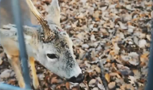 Scandal la o grădină zoologică din Hunedoara. Un vizitator este acuzat că a smuls cornul unui căprior și l-a luat ca trofeu