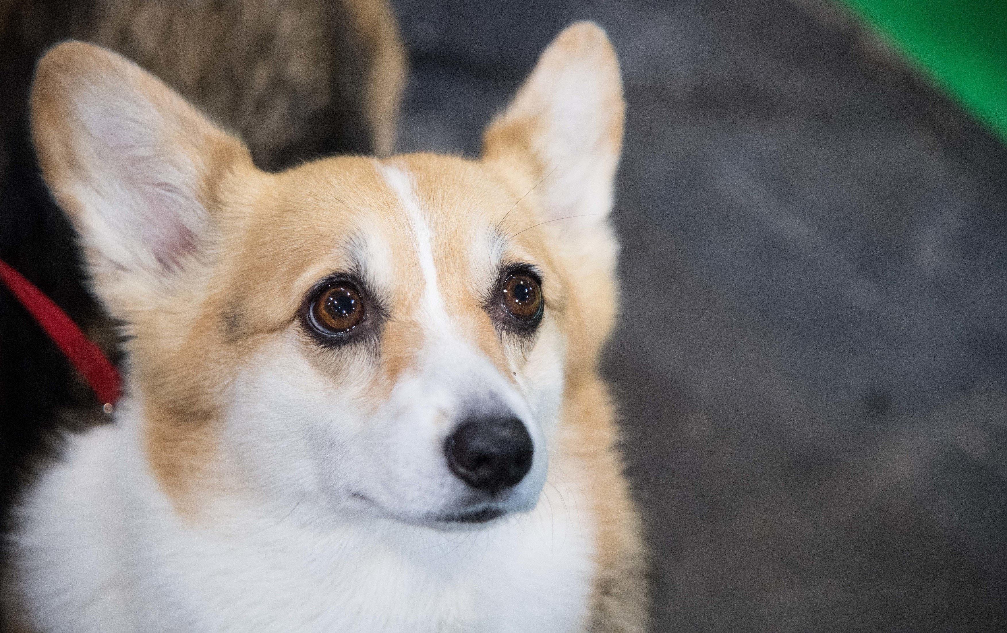 China: Angajații unei „echipe de prevenție Covid” au ucis cu levierul un câine Corgi a cărui stăpână era plasată în carantină