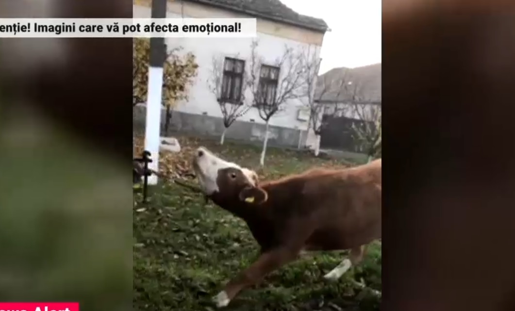 O vacă a fost chinuită de stăpân. Bărbatul a tras cu tractorul animalul care se împotrivea