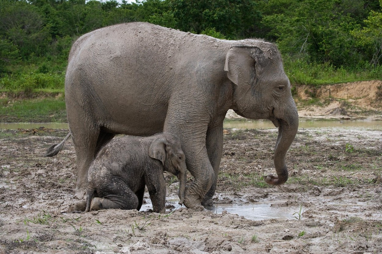 Un pui de elefant de Sumatra a murit, după ce o capcană i-a retezat jumătate de trompă