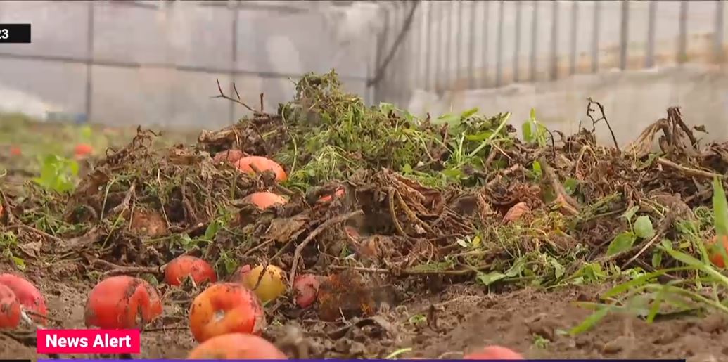 Cum au ajuns zeci de tone de roșii românești să fie aruncate pe câmp. Fermier: "Ne încurajezi să le cultivăm, dar n-avem cui le vinde"