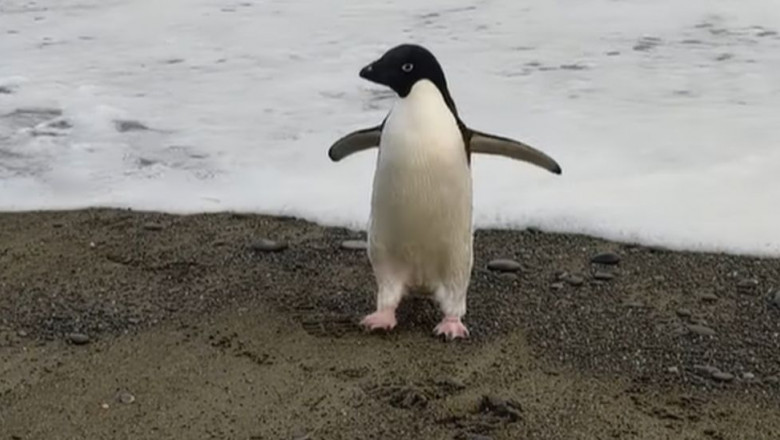 pinguin pe plaja