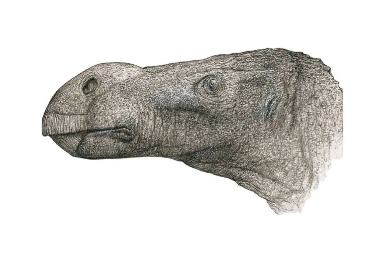O nouă specie de dinozaur a fost descoperită după ce oase găsite acum zeci de ani au fost examinate pentru un studiu