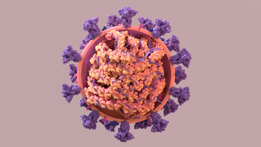 model 3D de coronavirus sectionat transversal