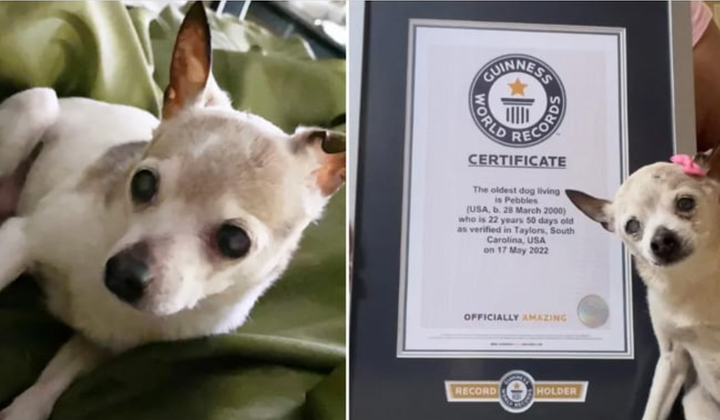 Un toy fox terrier de 22 de ani a fost confirmat drept cel mai bătrân câine din lume