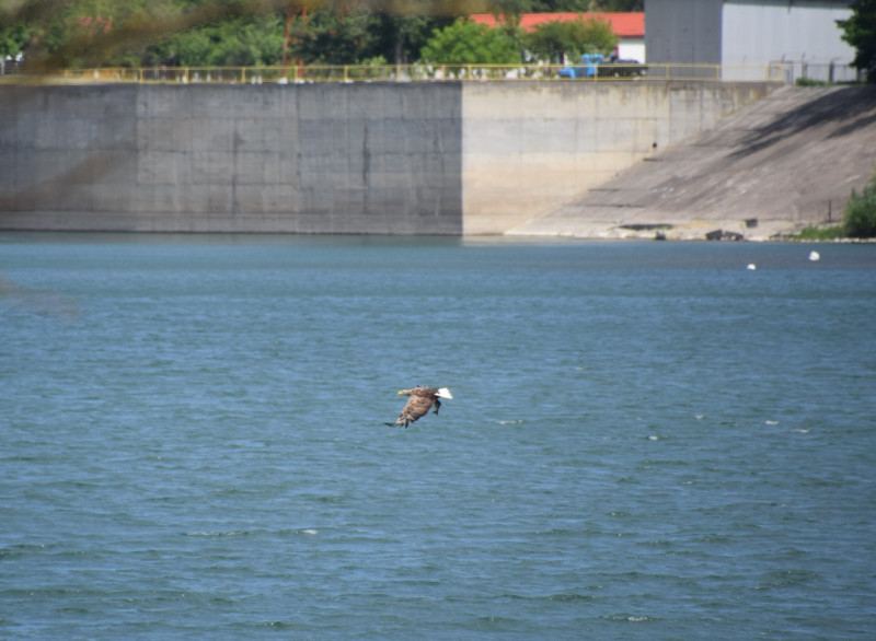 Codalb în zbor deasupra unui lac