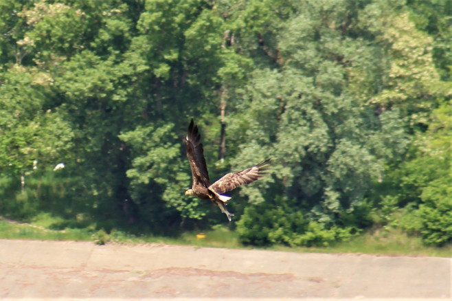 Codalb în zbor deasupra unui lac cu o pădure pe fundal