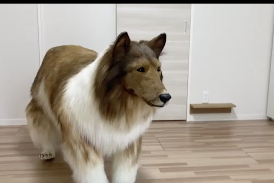 VIDEO: Un japonez vrea să fie câine și și-a început transformarea cu un costum de 15.000 de dolari: „A fost visul meu”