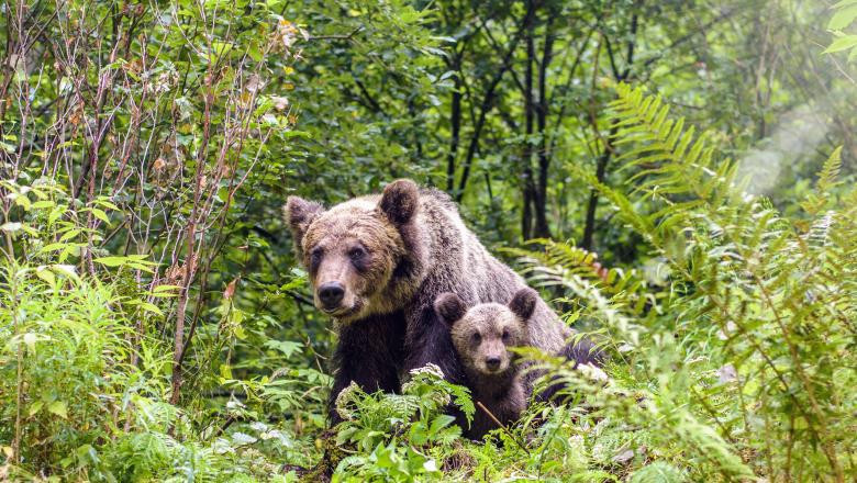 Ursoaică cu pui în pădure.