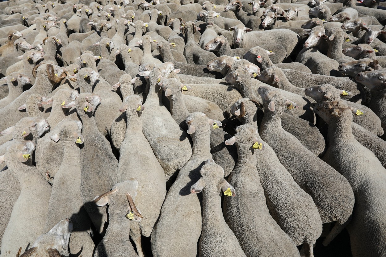 Un TIR cu peste 400 de oi s-a răsturnat pe DN 1A. Zeci de animale au murit