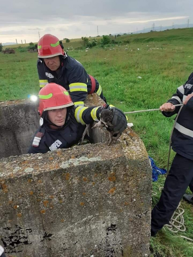 catei salvati hunedoara pompieri foto isu hunedoara 1