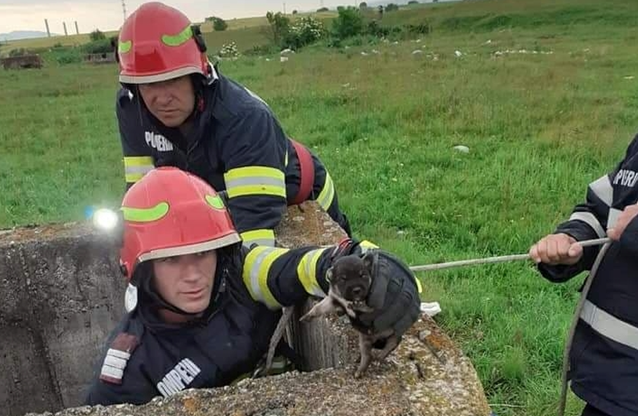 FOTO. Patru căței, salvați de pompieri. Unul a fost scos dintr-un canal, iar alți trei dintr-un puț adânc