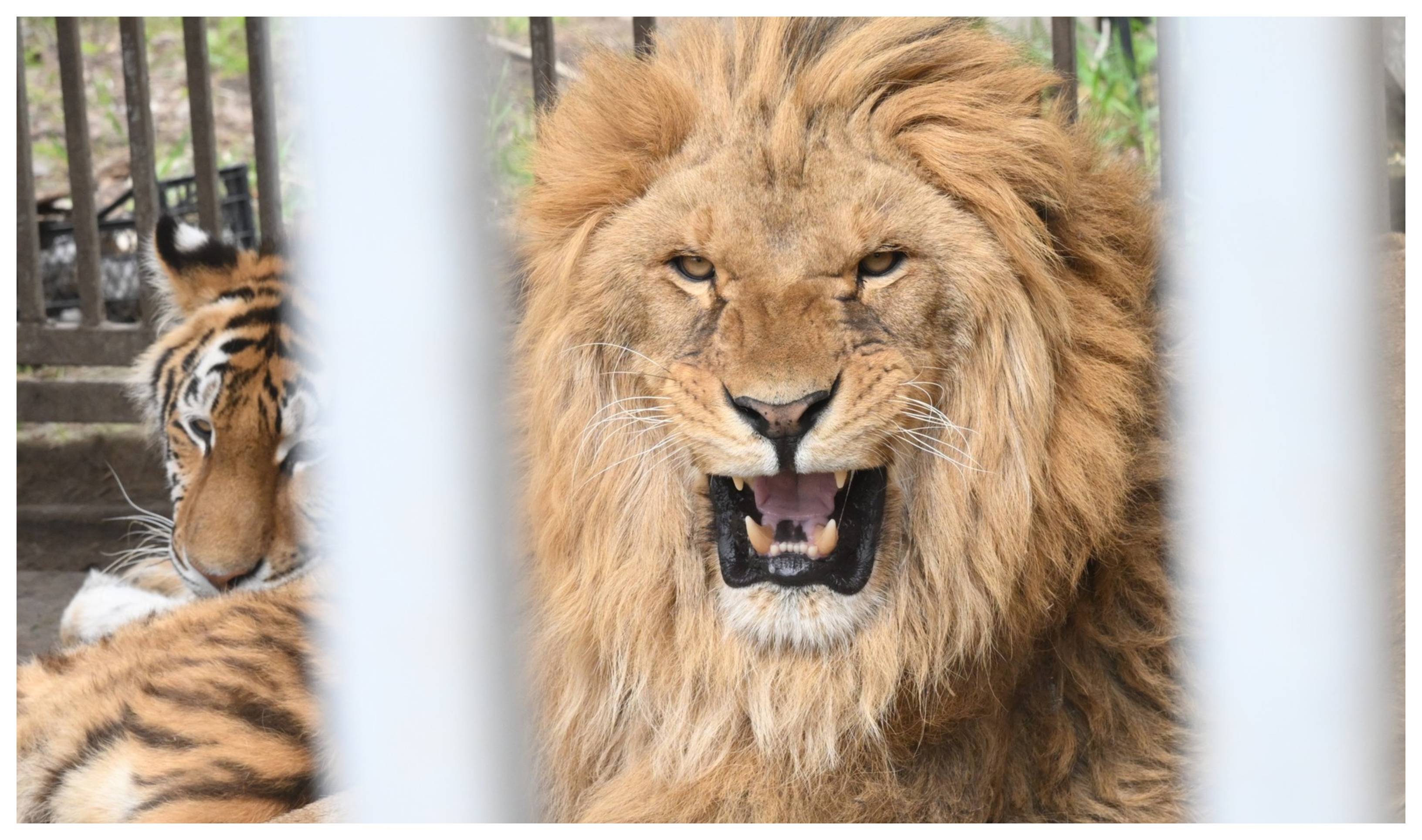 Operațiunea de salvare a celor nouă lei din Odesa. Cum au fost aduse animalele exotice în România de un aventurier din Africa de Sud