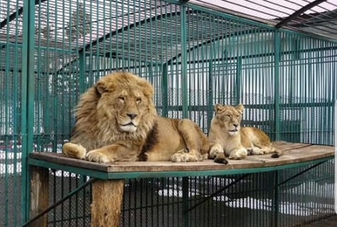 Doi lei au scăpat din cușcă, la Grădina Zoologică din Rădăuți. Oamenii din zonă au primit mesaj Ro-Alert