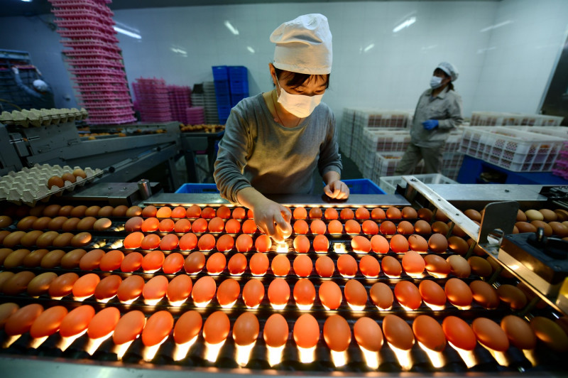 China: Egg Industry