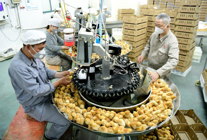China: Egg Industry
