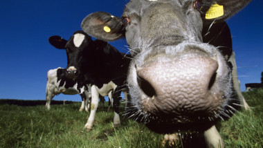 Noua Zeelandă găzduieşte puţin peste 5 milioane de locuitori, peste 10 milioane de vaci şi 26 de milioane de oi.