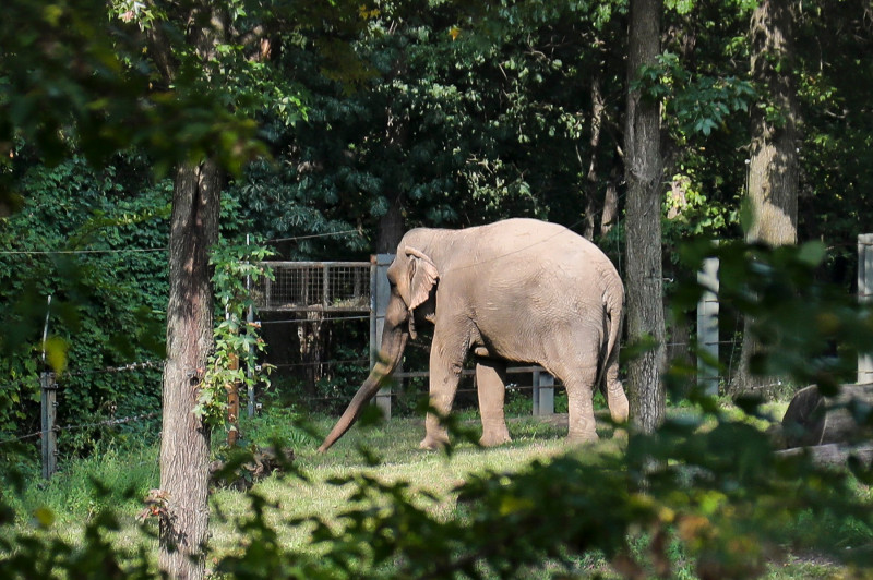 Bronx Zoo Elephant-Lawsuit