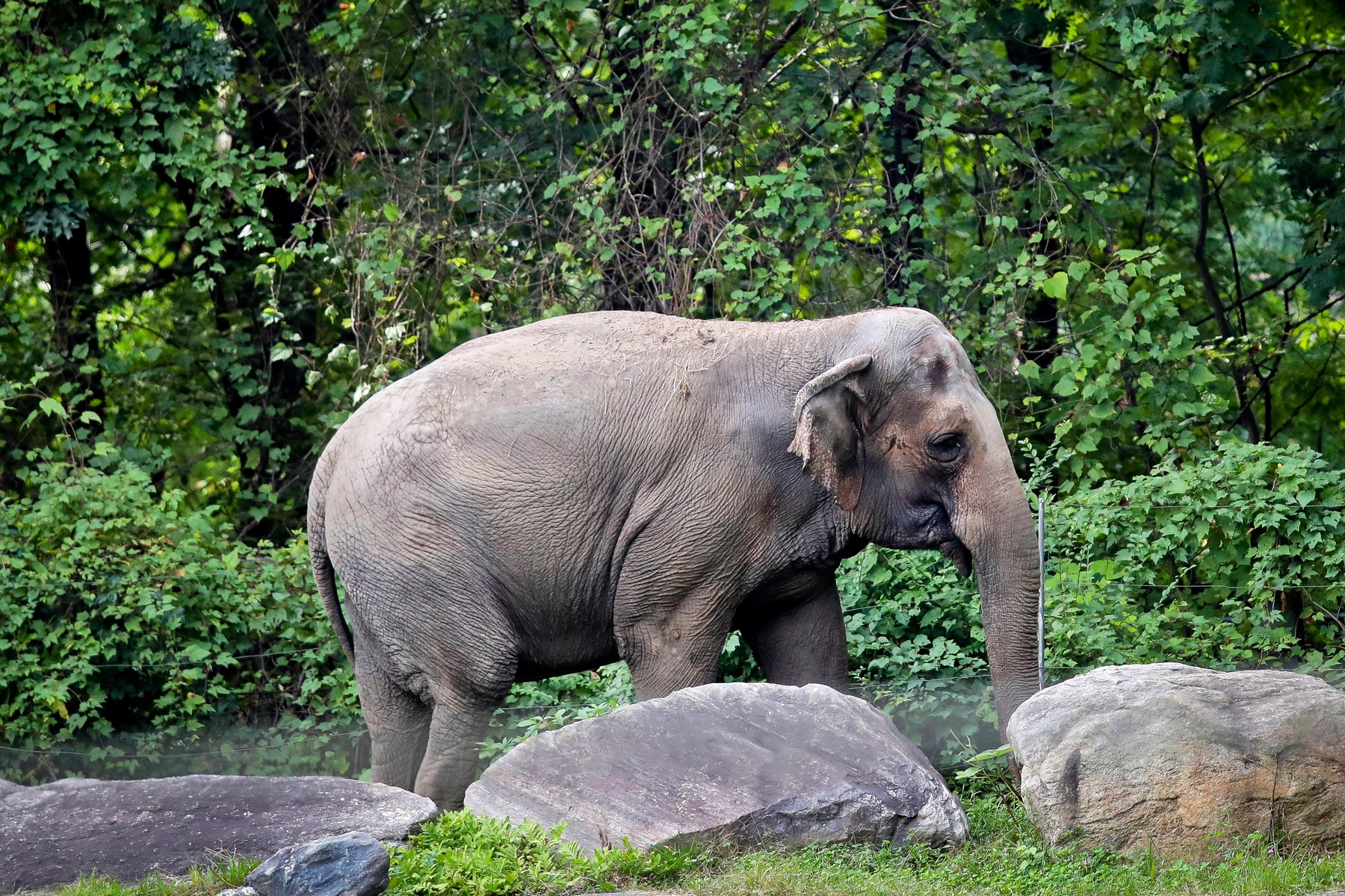 Happy, un elefant din grădina zoologică din Bronx, nu va primi statutul de persoană, a decis o instanță din New York