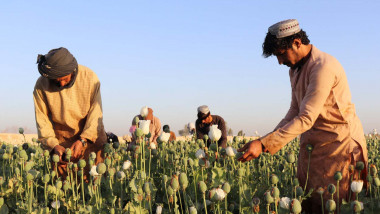 Afghan farmers harvest poppy in Nad Ali district, Helmand province, Afghanistan