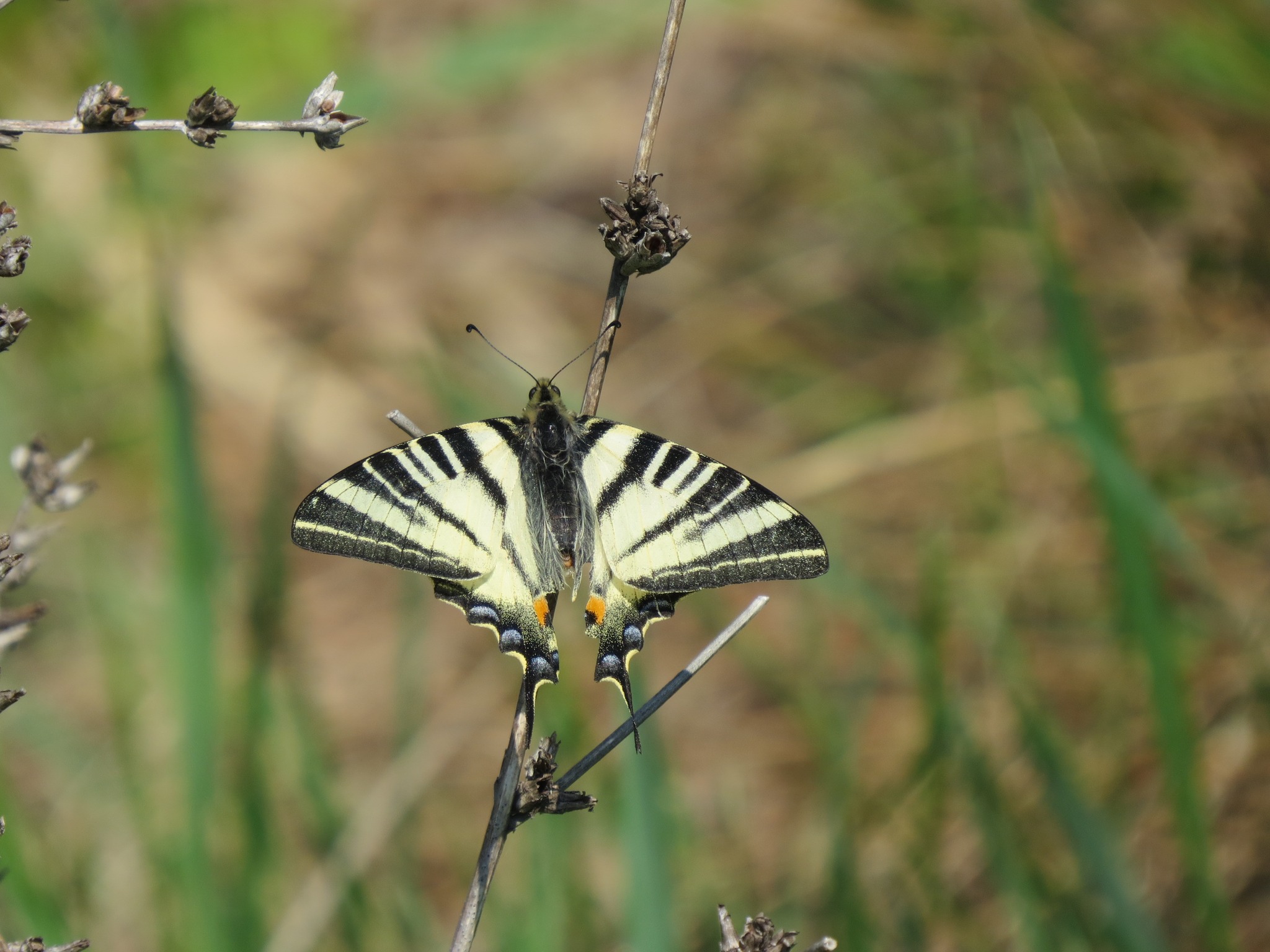 Un nou traseu de vizitare în Parcul Natural Văcărești: Poteca Fluturilor. „Ei sunt ambasadorii perfecţi ai biodiversităţii urbane”