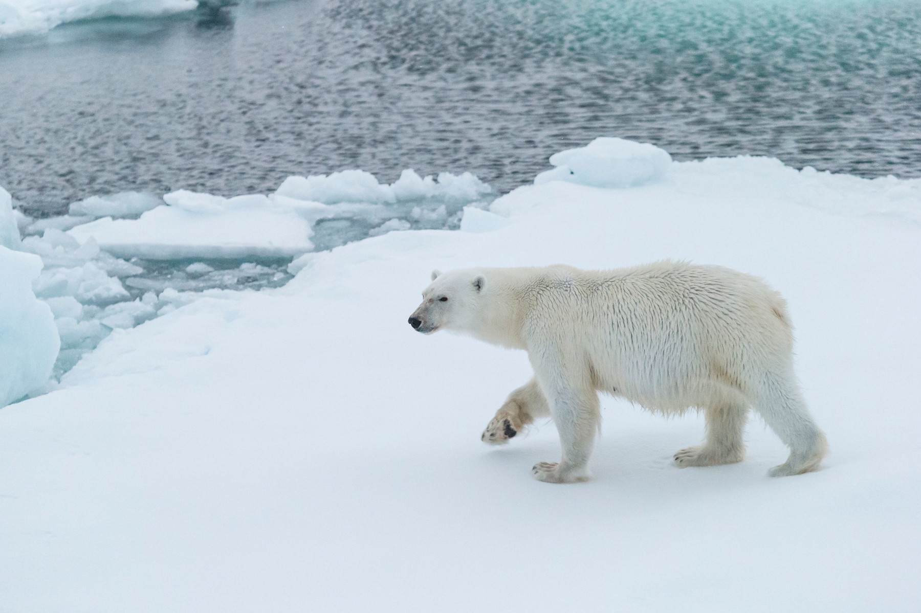 Polar Bear ((Ursus maritimus), Greenland
