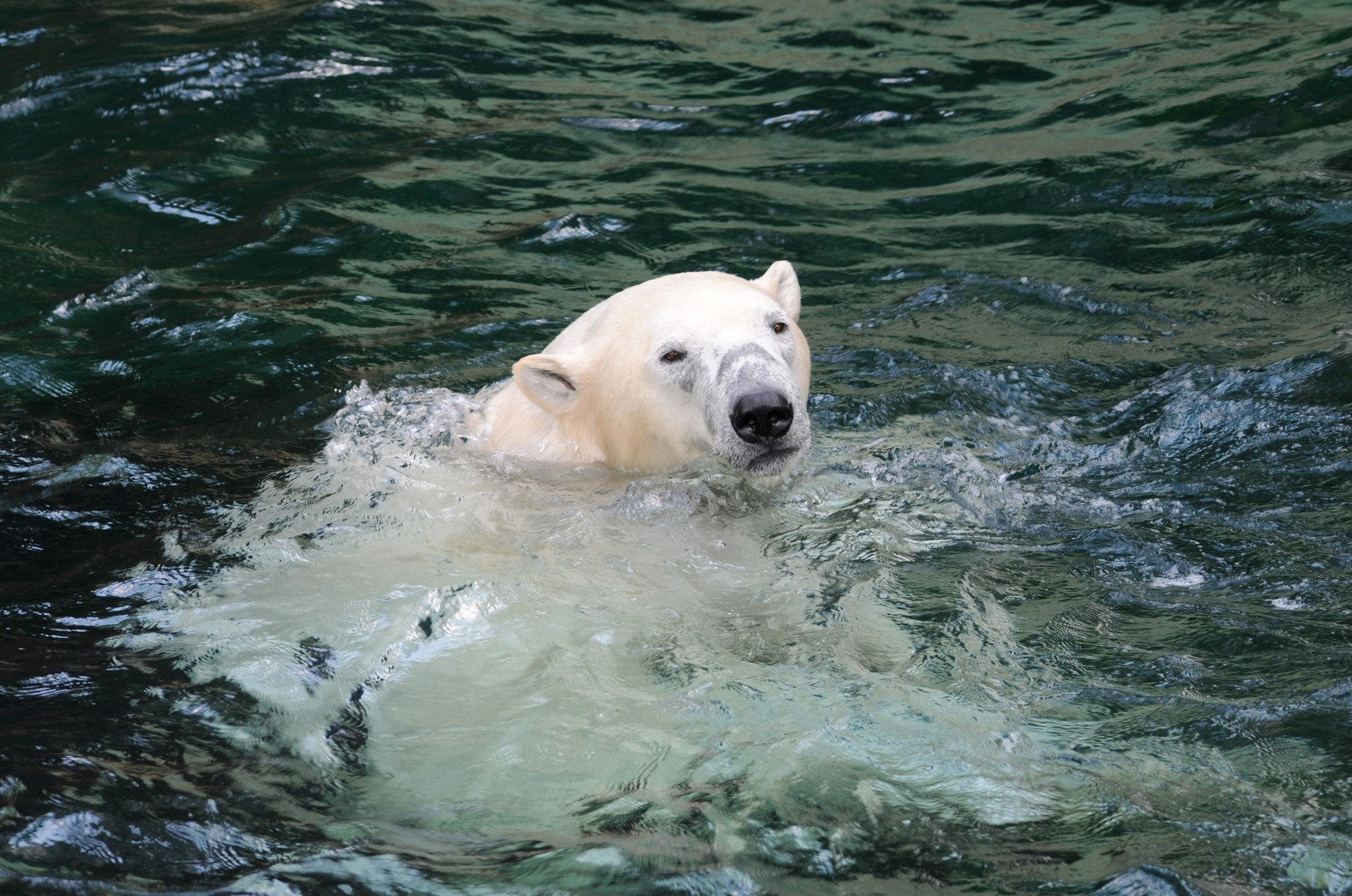 polar bear swims