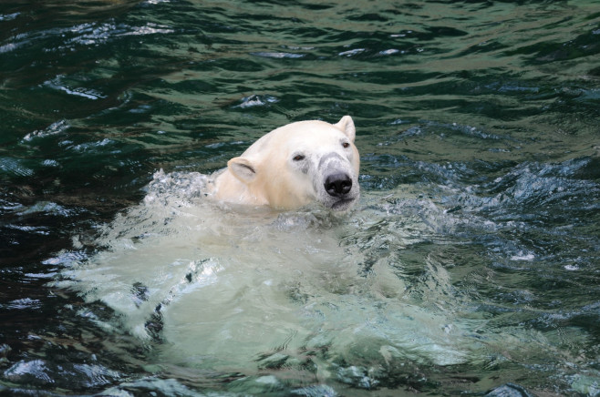 polar bear swims