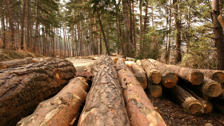Tanczos Barna: Singura soluţie pentru stăpânirea schimbărilor climatice este creşterea suprafeţelor împădurite