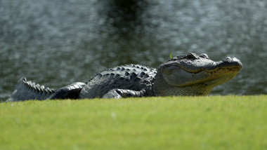 Aligator american pe iarbă