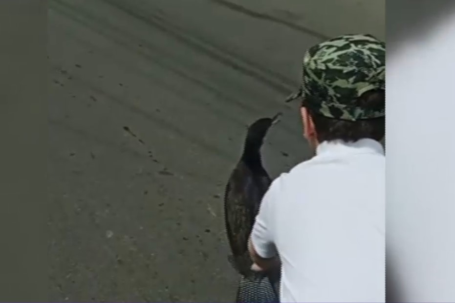 VIDEO Apariție neobișnuită în București: Un cormoran a fost filmat plimbându-se pe o stradă din Sectorul 3