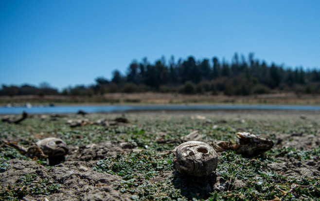 profimedia-pesti morti chile lac