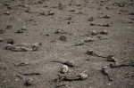 Drought in Chile