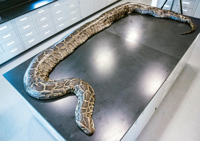 News: Largest invasive Burmese python captured